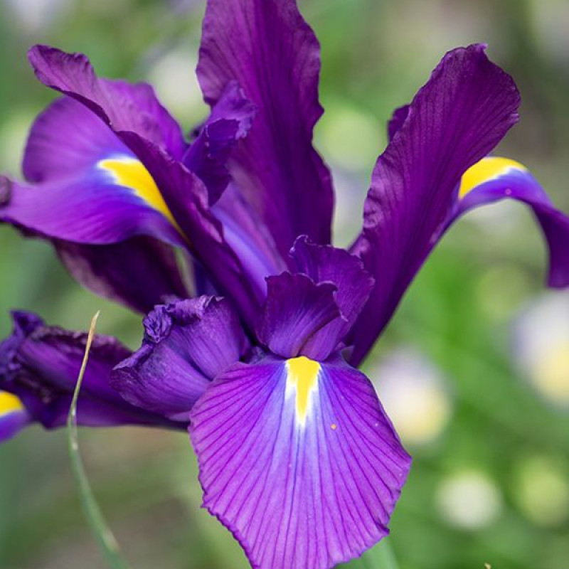 Ірис Hollandica Purple Sensation