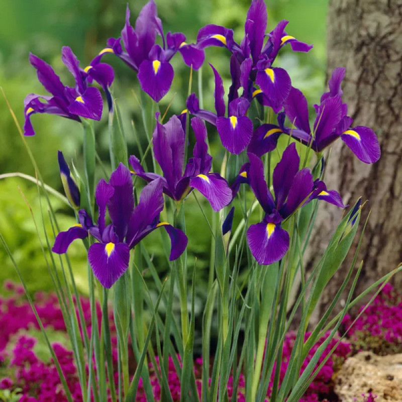 Ірис Hollandica Purple Sensation
