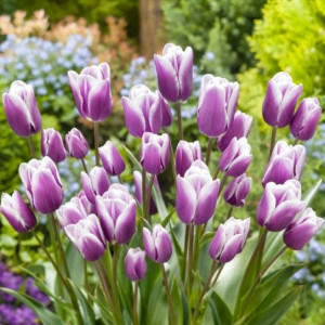 Тюльпан Purple Elegance