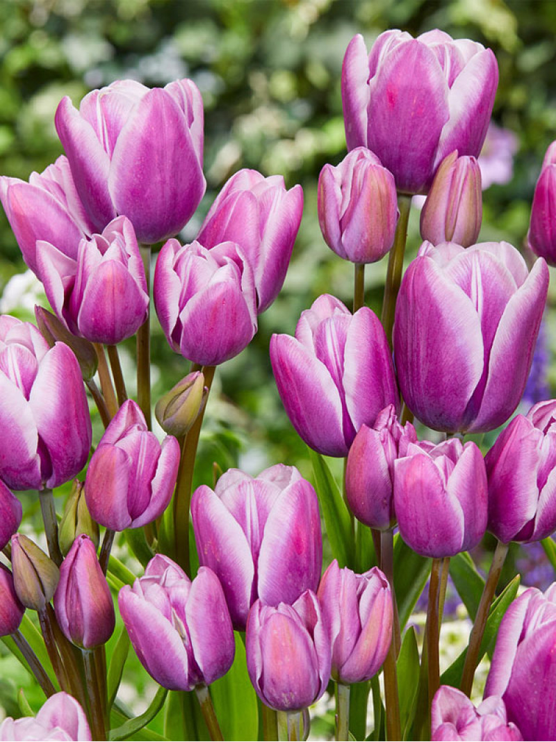 Тюльпан Purple Elegance