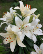 Лілія Pearl White