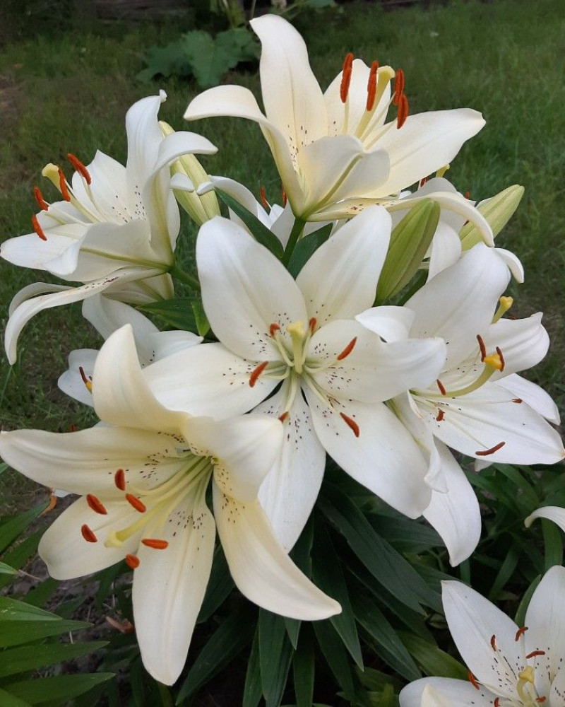 Лілія Pearl White
