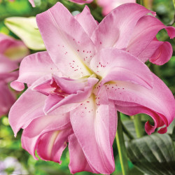Луковицы лилии Lotus Dream