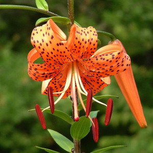 Лілія Lancifolium