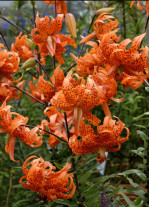 Лілія Lancifolium