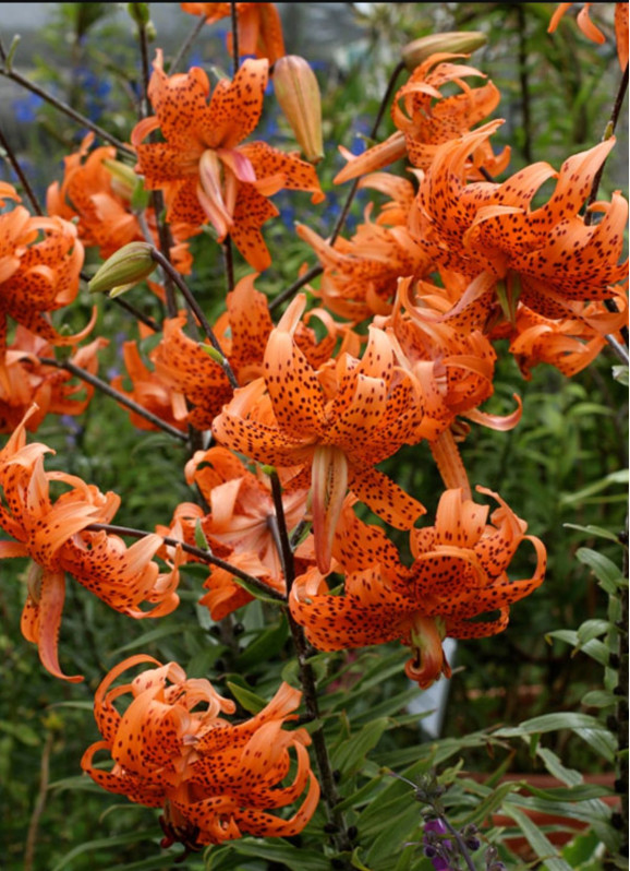 Лілія Lancifolium