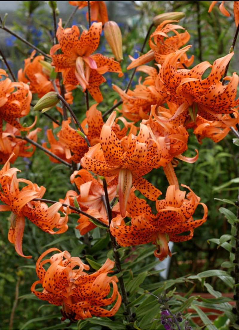 Лілія Lancifolium