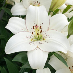 Луковицы лилии Pearl White
