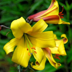 Лілія Golden Splendor