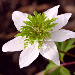 Цибулини анемони Green Fingers