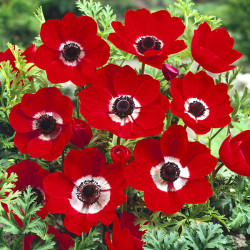 Цибулини анемони Hollandia 