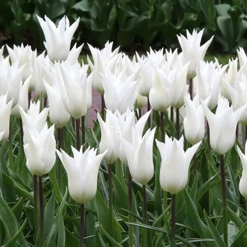 Тюльпан White Triumphator
