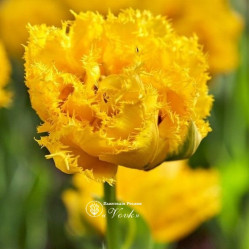 Цибулини тюльпану Mon Amour