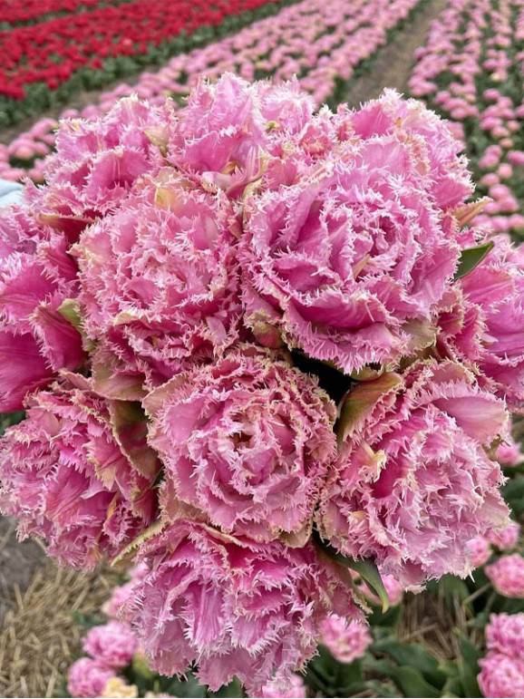Тюльпан Perth