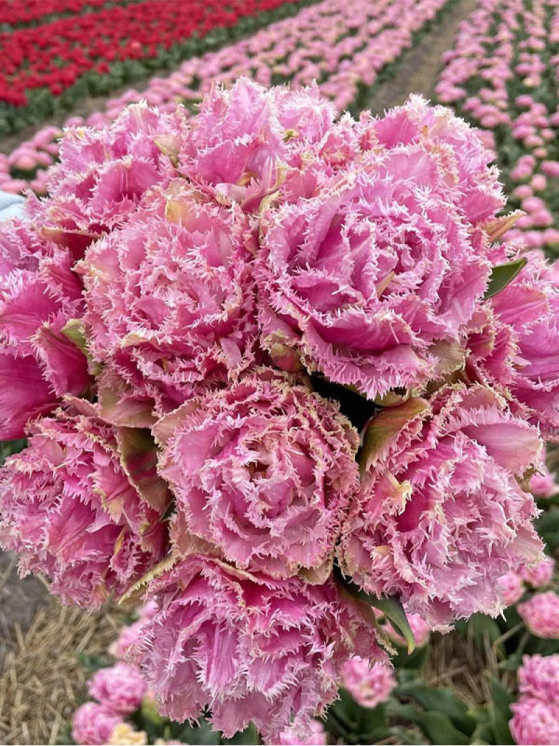 Тюльпан Perth