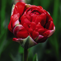 Луковицы тюльпана Bombastic Red