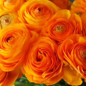 Ранункулюс (лютик) Tomer Oranje