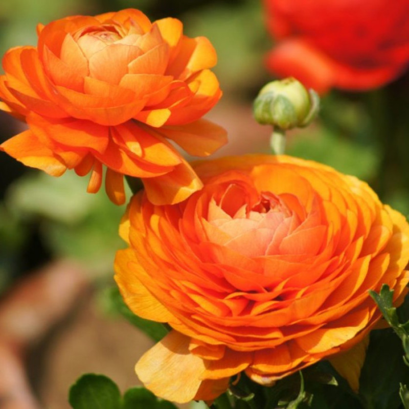 Ранункулюс (лютик) Tomer Oranje