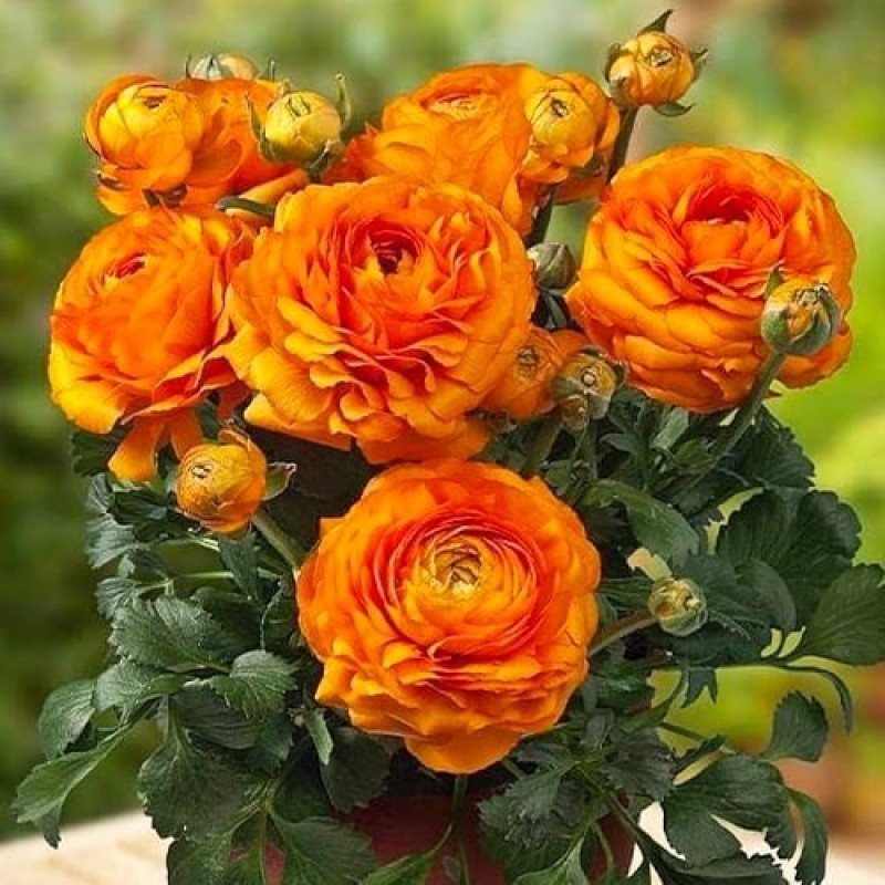 Ранункулюс (лютик) Tomer Oranje