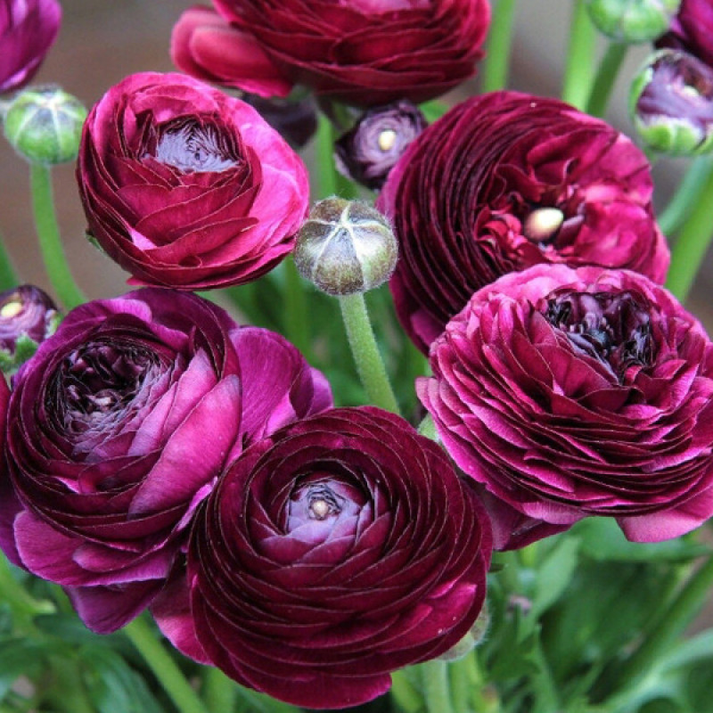 Ранункулюс (лютик) Tomer Purple