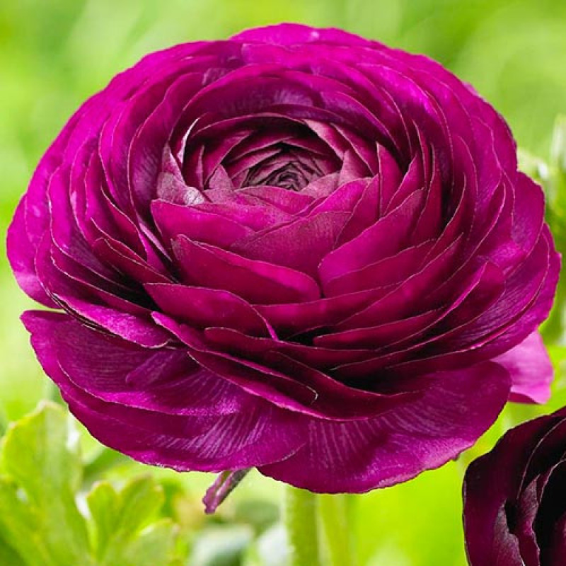 Ранункулюс (лютик) Tomer Purple