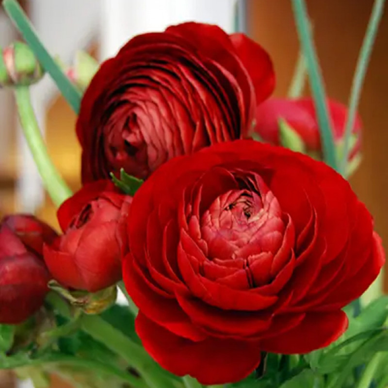 Ранункулюс (лютик) Tomer Red