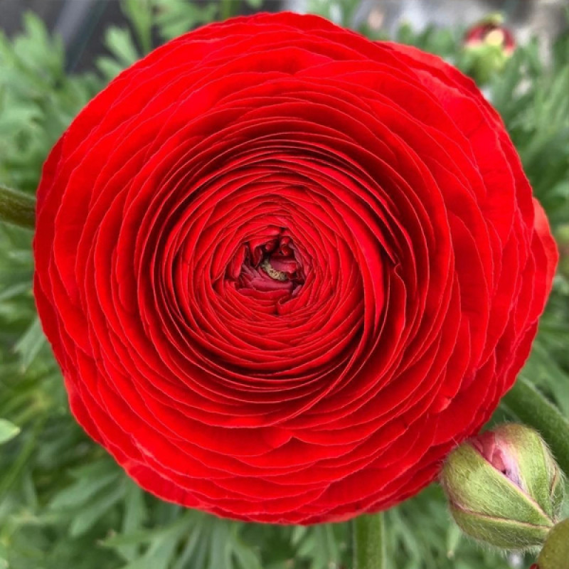 Ранункулюс (лютик) Tomer Red