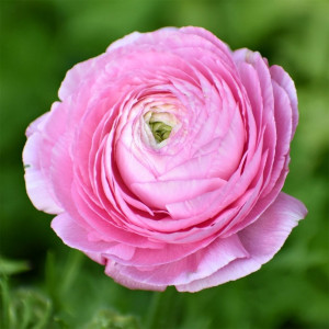 Ранункулюс (лютик) Tomer Roze