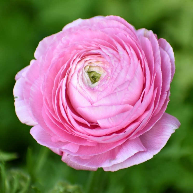 Ранункулюс (лютик) Tomer Roze