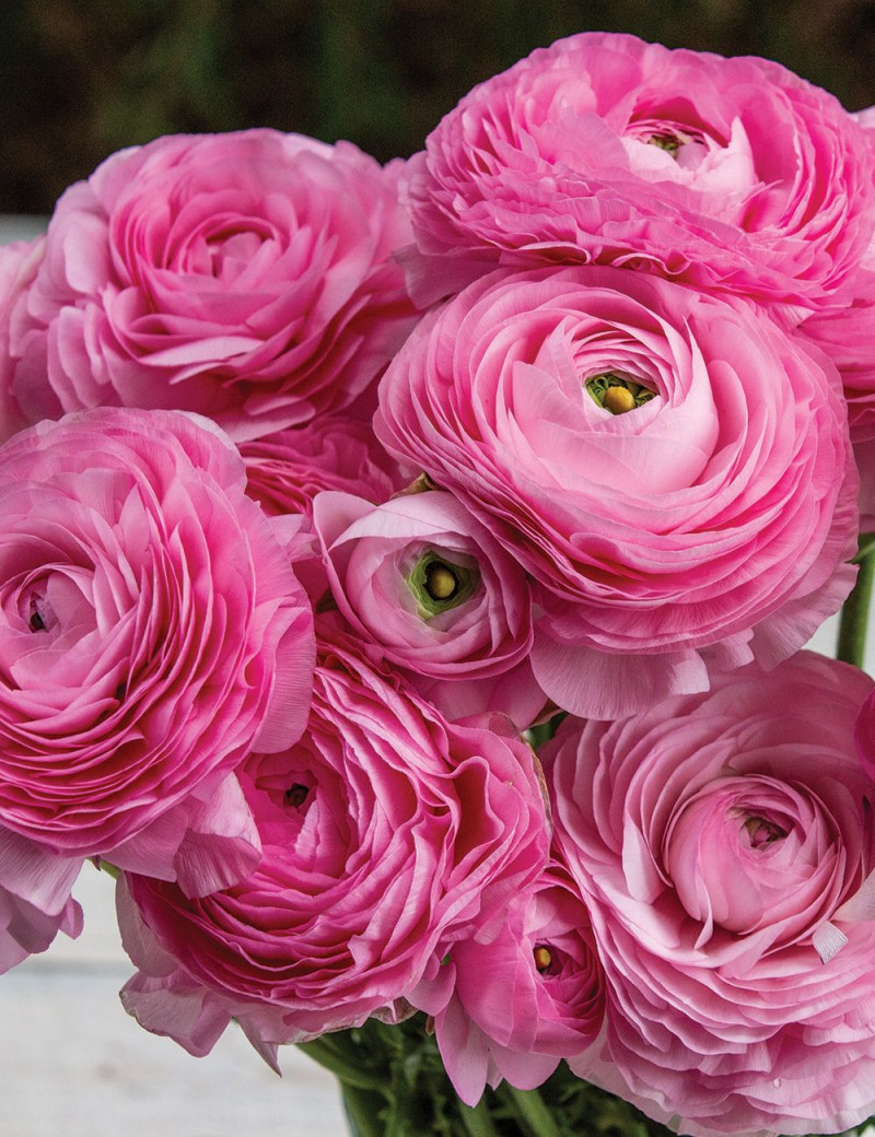 Ранункулюс (лютик) Tomer Roze