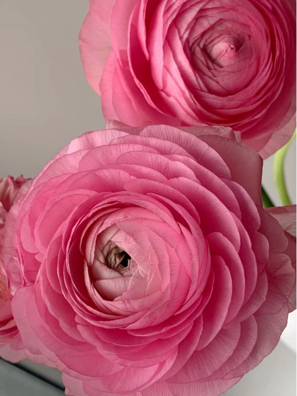Ранункулюс (лютик) Tomer Roze