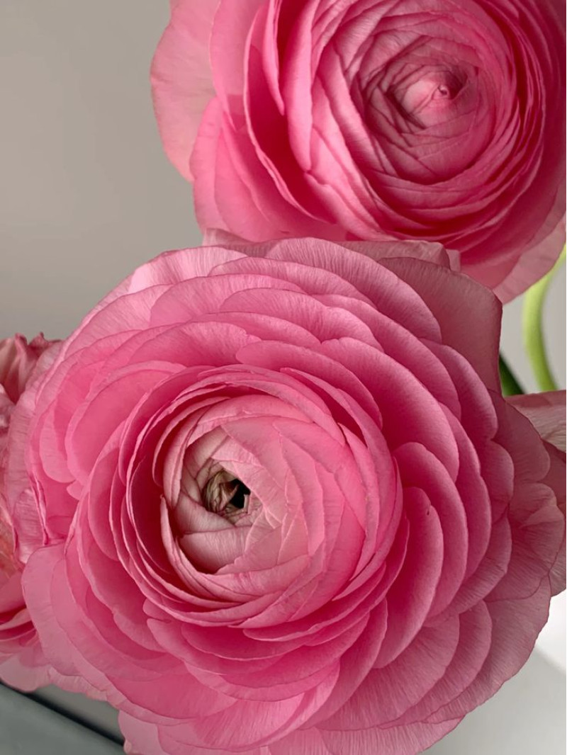 Ранункулюс (лютик) Tomer Roze