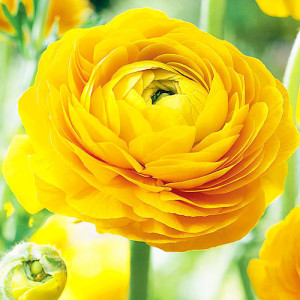 Ранункулюс (лютик) Tomer Yellow