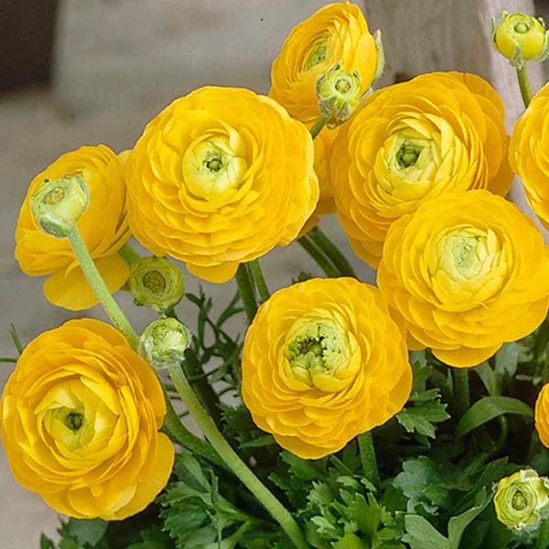 Ранункулюс (лютик) Tomer Yellow