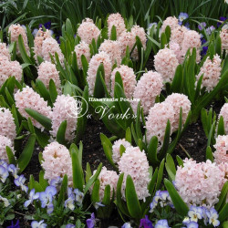 Цибулини гіацинту China Pink