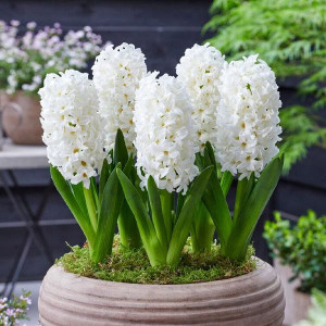 Гіацинт White Pearl