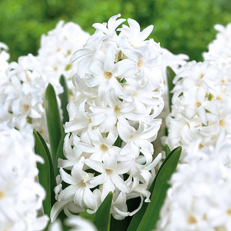 Гіацинт White Pearl
