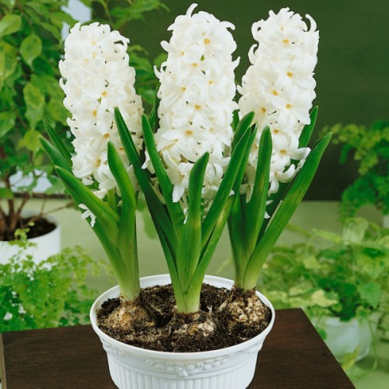 Гіацинт White Pearl