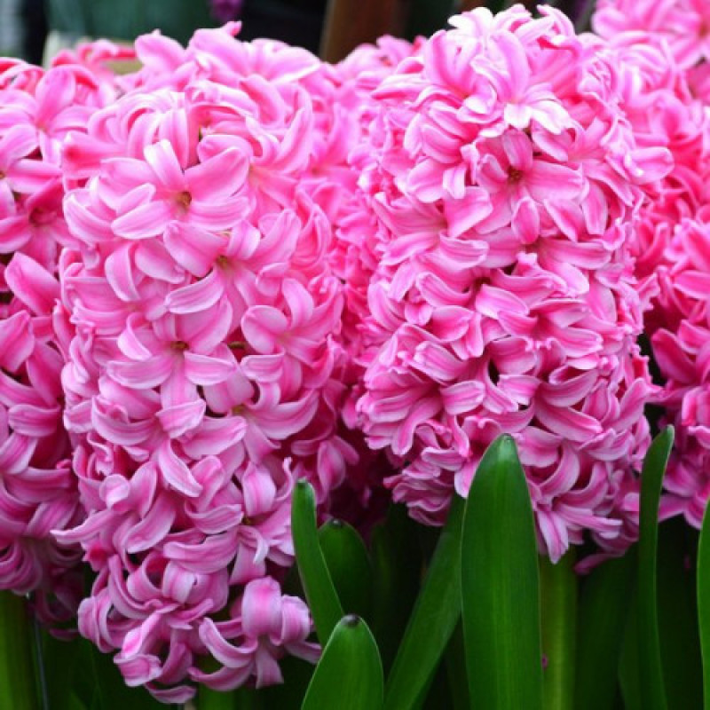 Гіацинт Pink Pearl