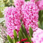 Гиацинт Pink Pearl