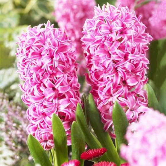 Гиацинт Pink Pearl