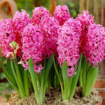 Гиацинт Pink Pearl