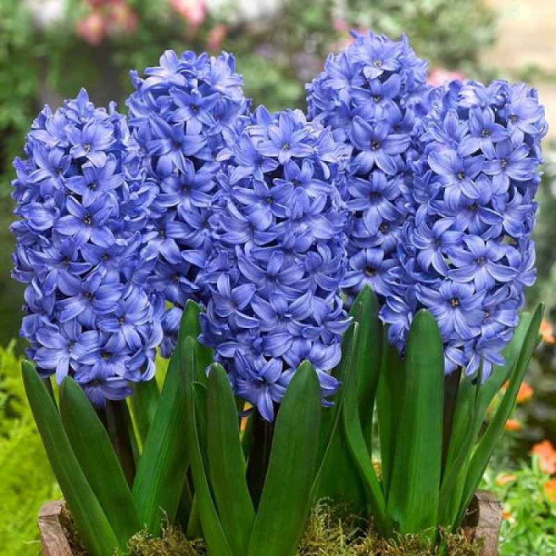 Гіацинт Delft Blue