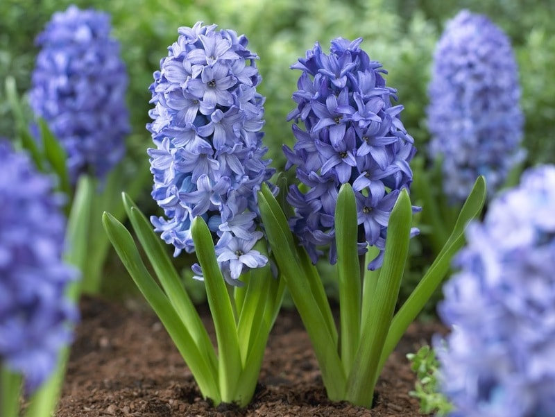 Гіацинт Delft Blue