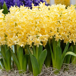 Цибулини гіацинту Yellow Queen