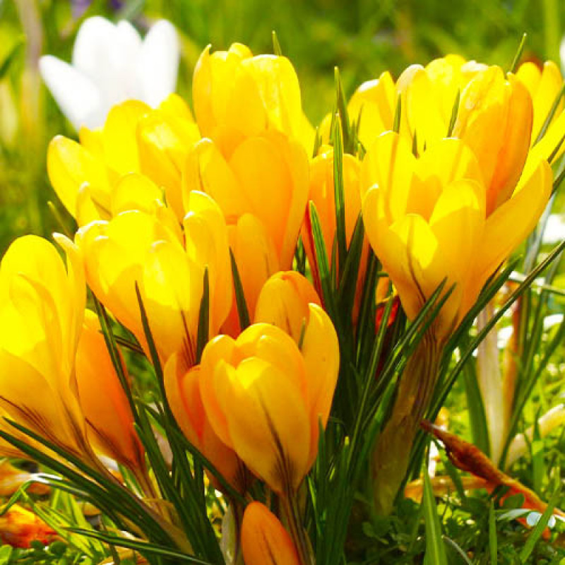 Крокус Golden Yellow