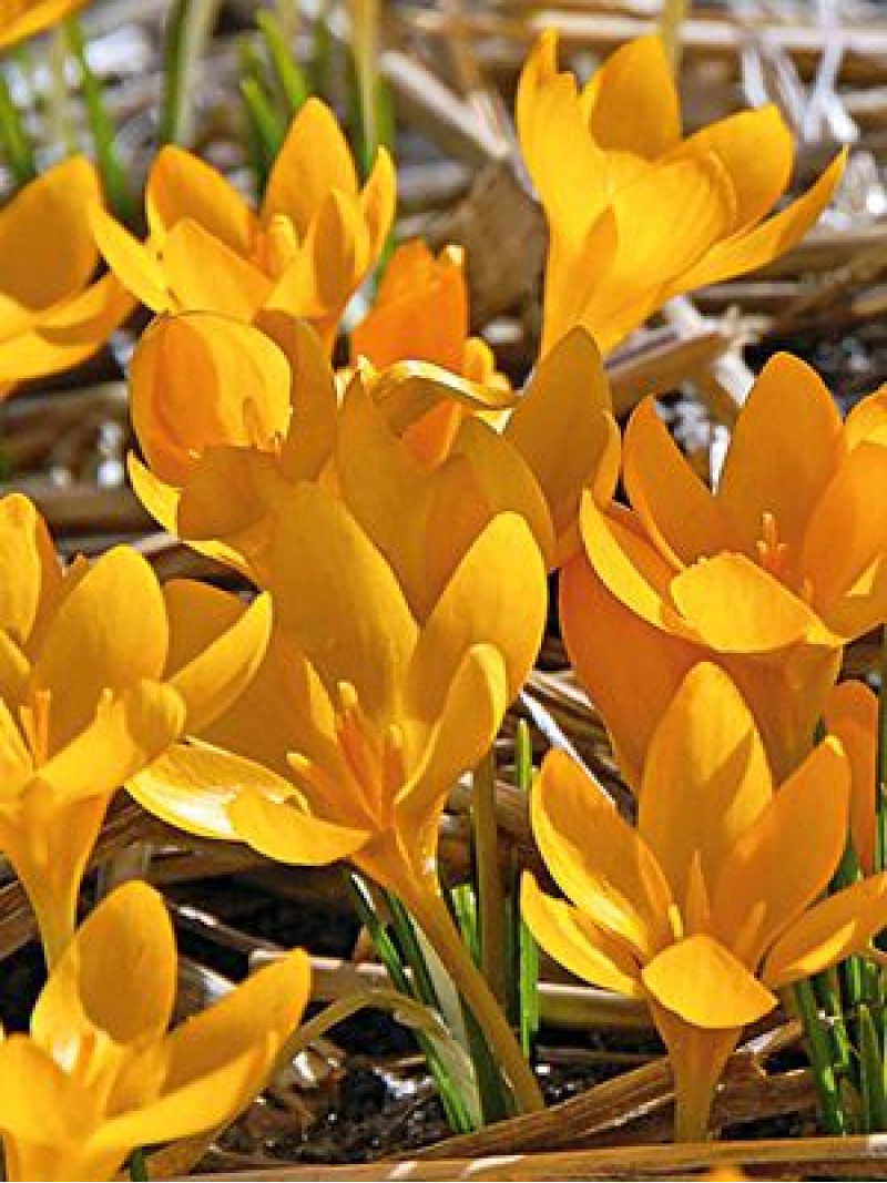 Крокус Golden Yellow