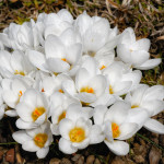 Крокус Ivory Princess