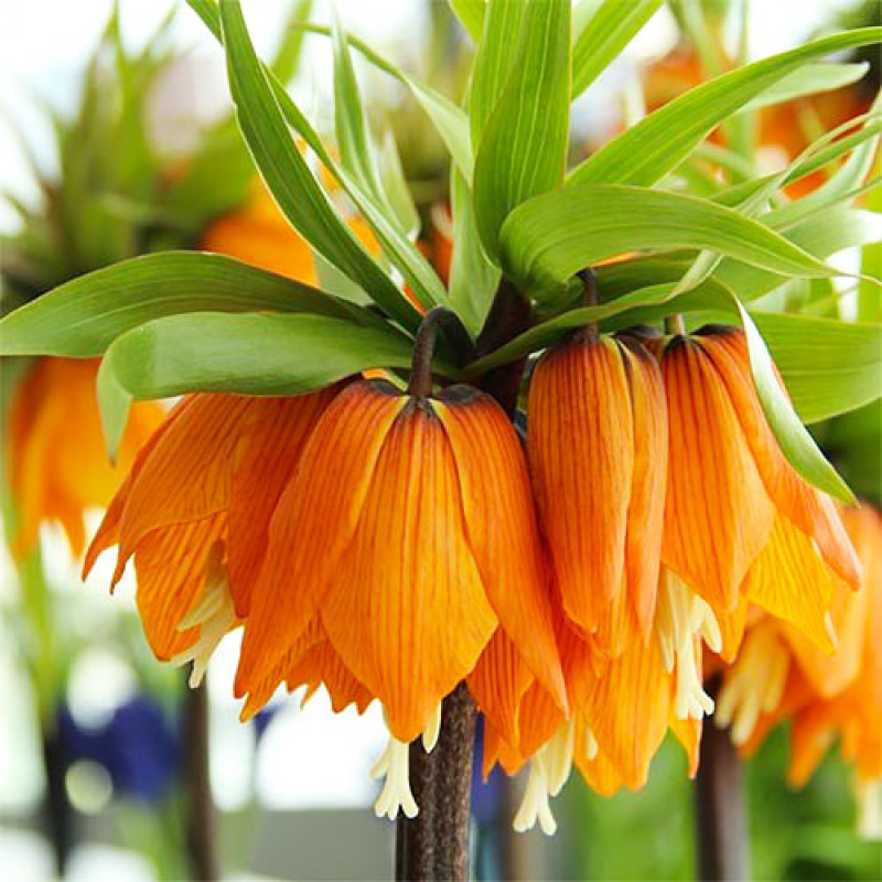 Фрітіларія Imperialis Garland Star