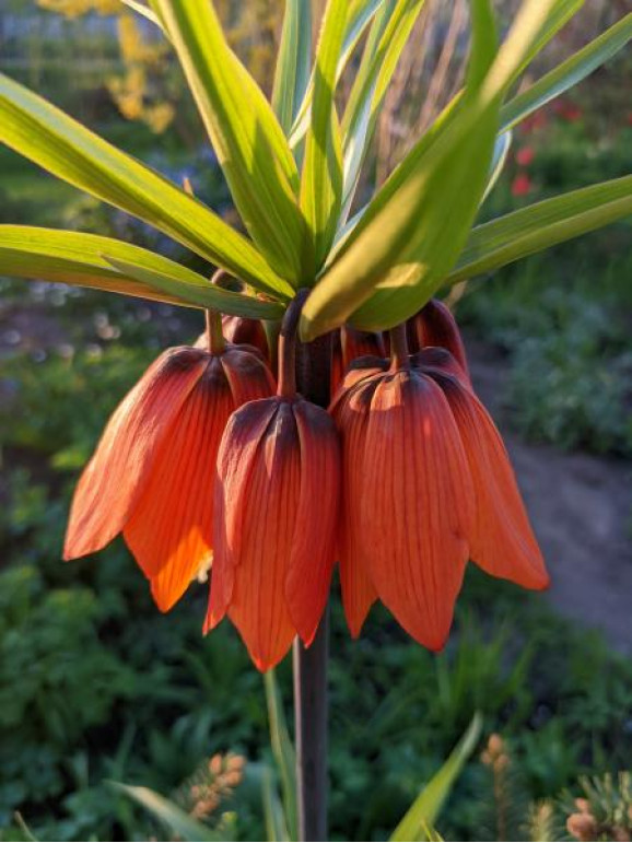Фрітіларія Imperialis Garland Star